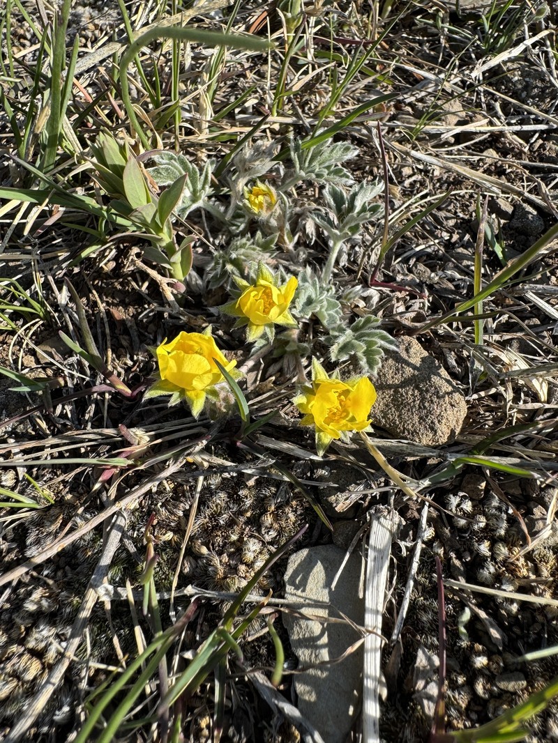 Potentilla concinna var. divisa