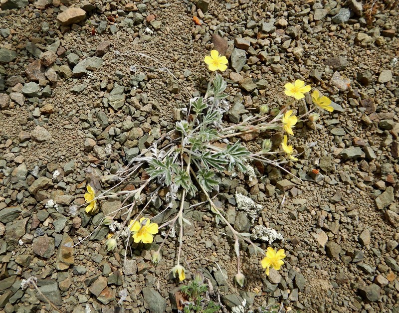 Potentilla concinna var. divisa photo 2