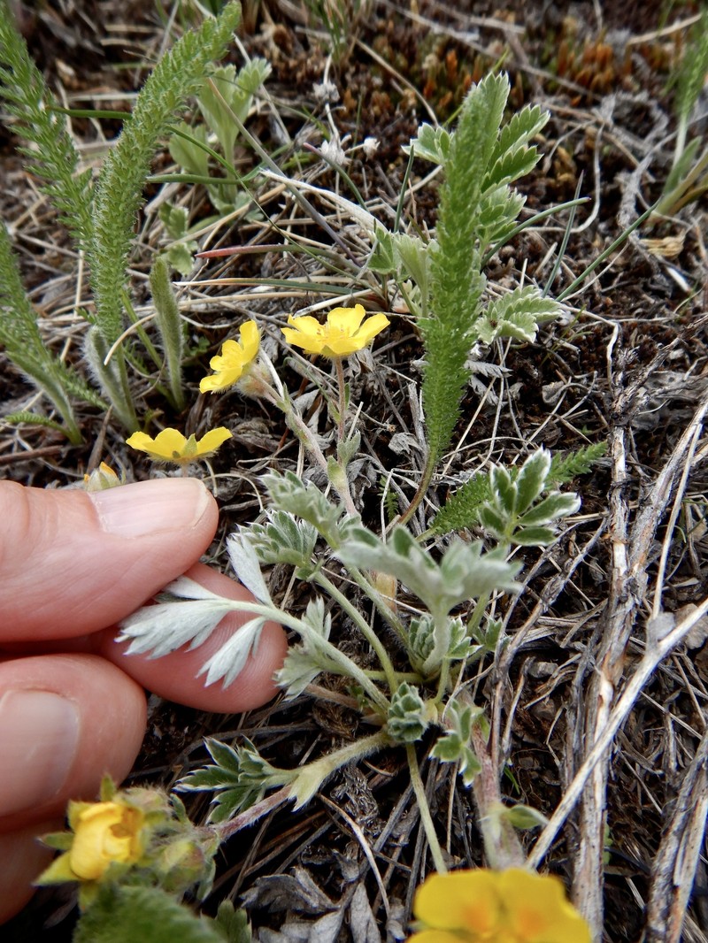 Potentilla concinna var. divisa photo 3