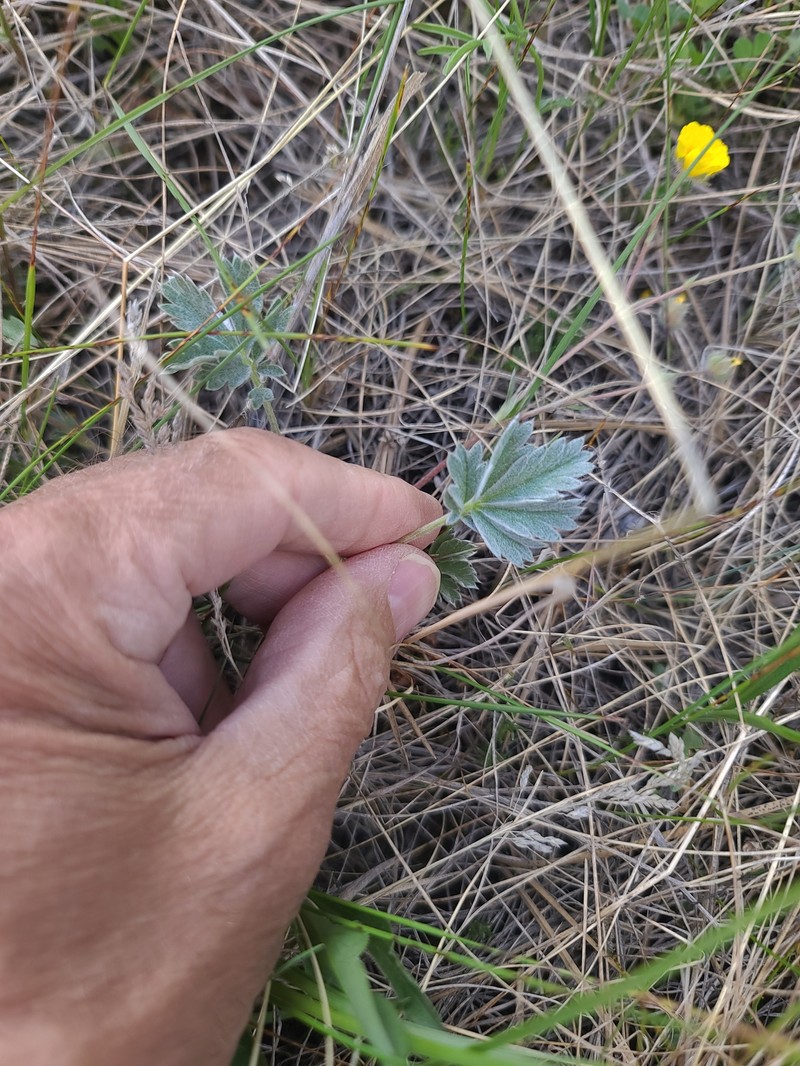 Potentilla concinna var. divisa photo 4