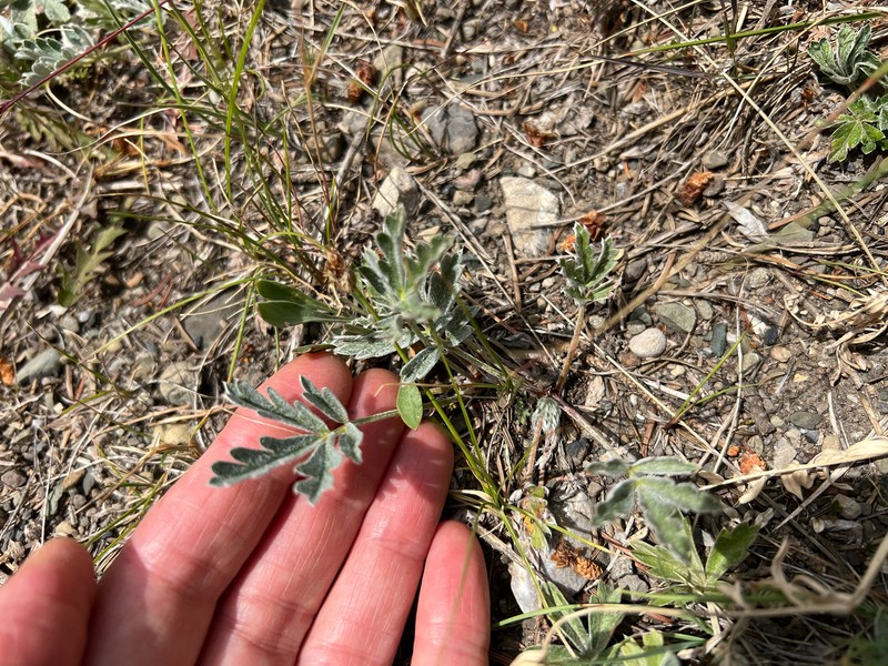 Potentilla concinna var. divisa photo 5