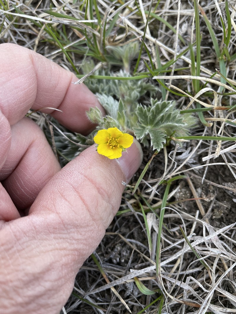 Potentilla concinna var. divisa photo 6