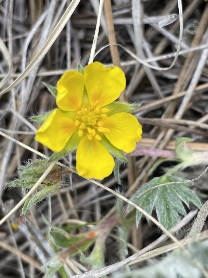 Potentilla concinna var. divisa photo 7