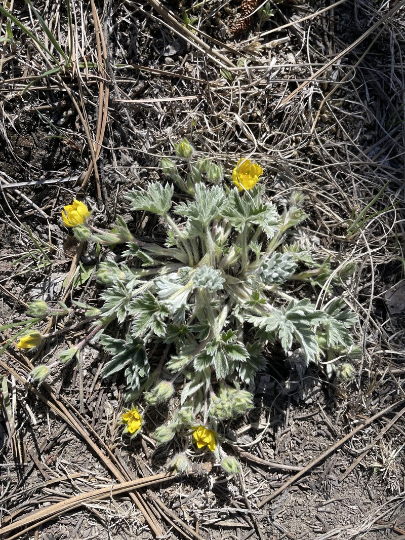 Potentilla concinna var. divisa photo 8