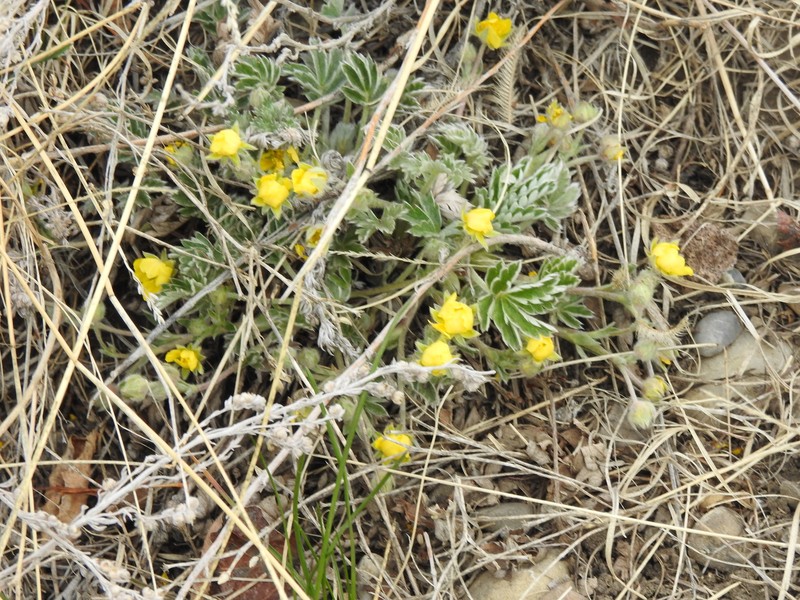 Potentilla concinna var. proxima