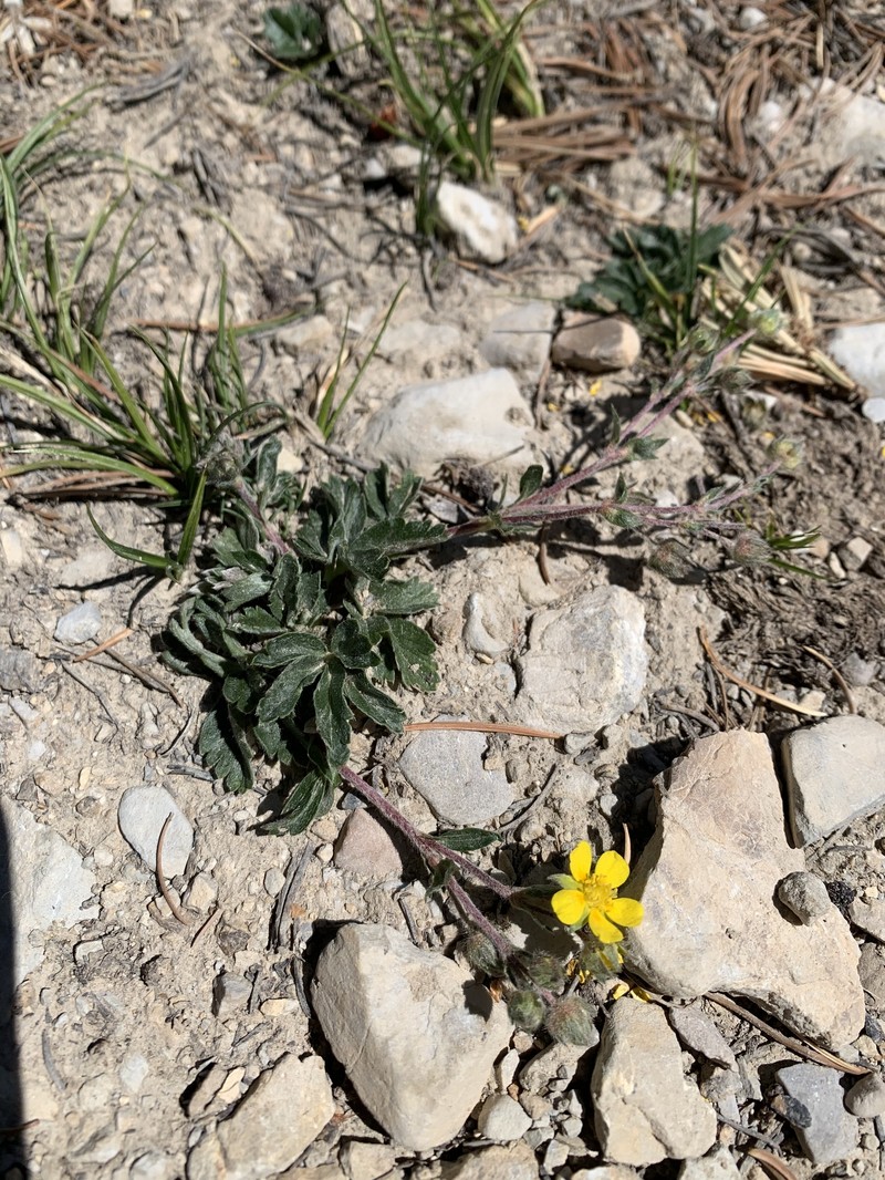 Potentilla concinna var. proxima photo 2