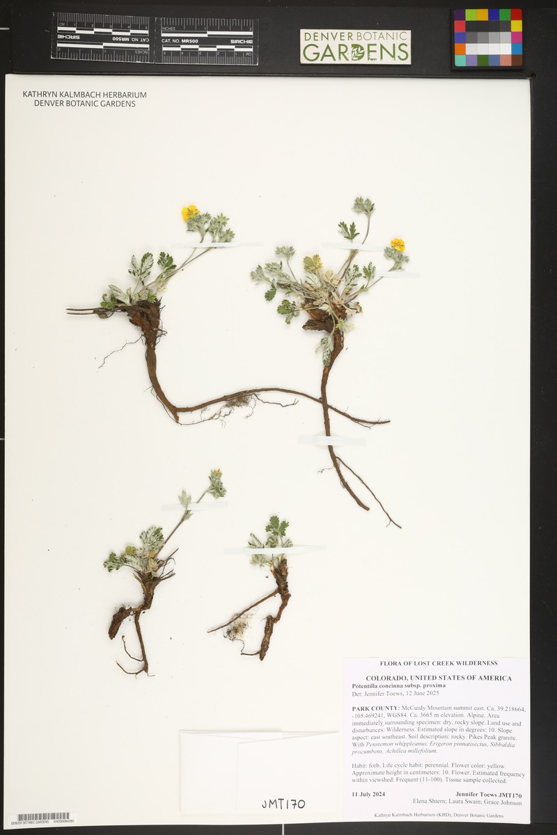 Potentilla concinna var. proxima photo 3
