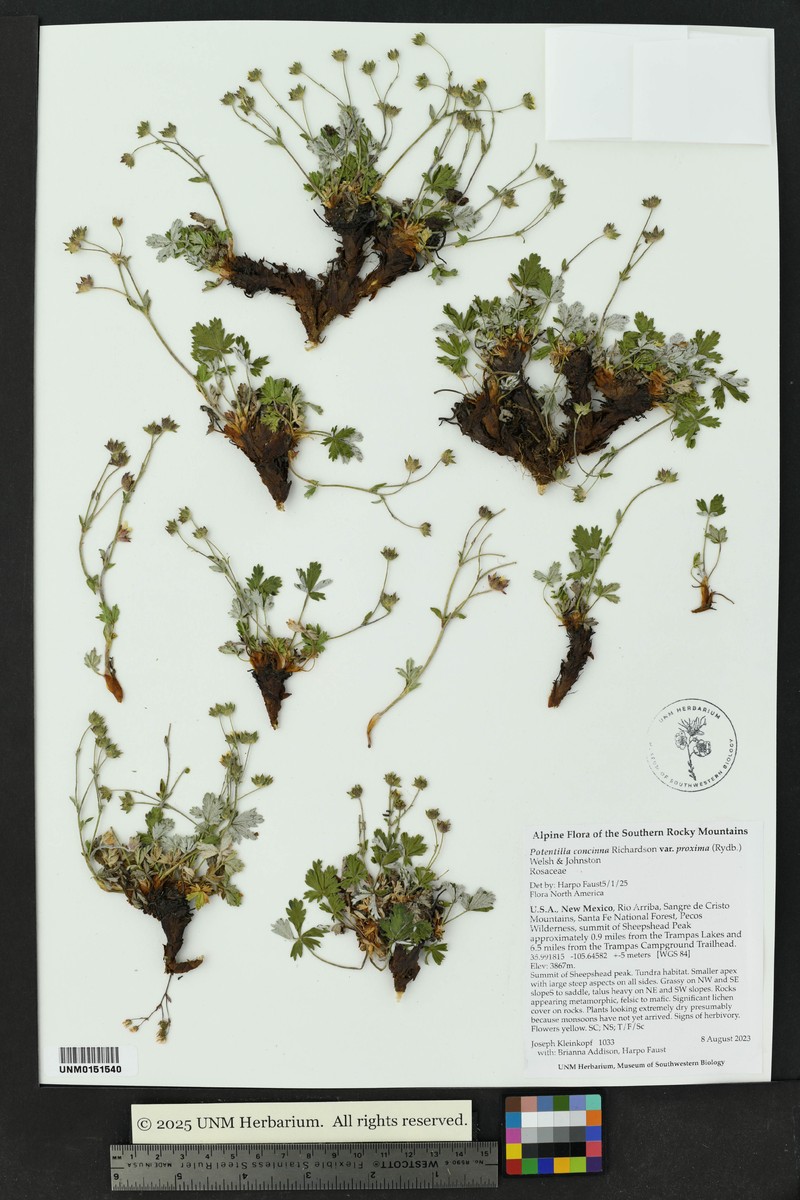 Potentilla concinna var. proxima photo 4