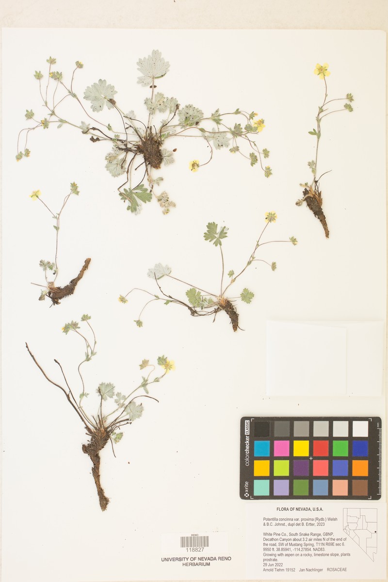 Potentilla concinna var. proxima photo 5