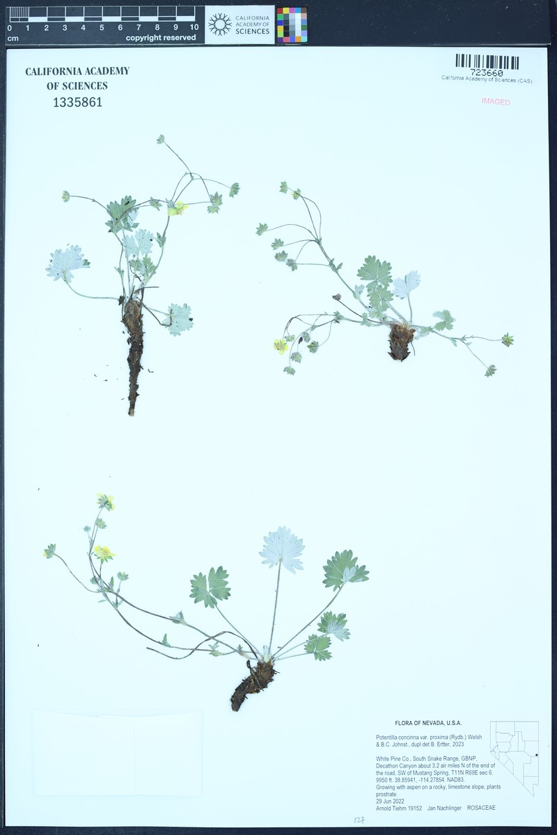 Potentilla concinna var. proxima photo 6