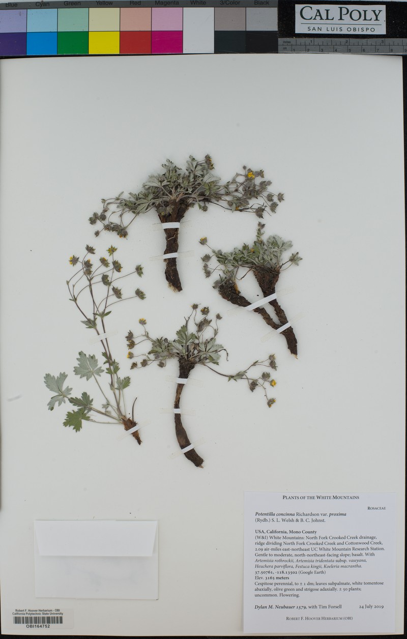 Potentilla concinna var. proxima photo 8