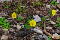 Potentilla conferta