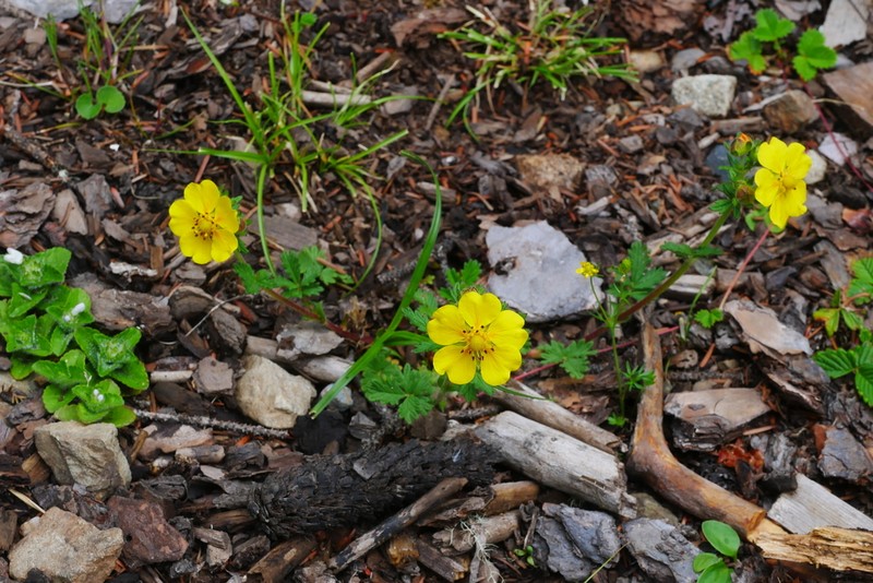 Potentilla conferta