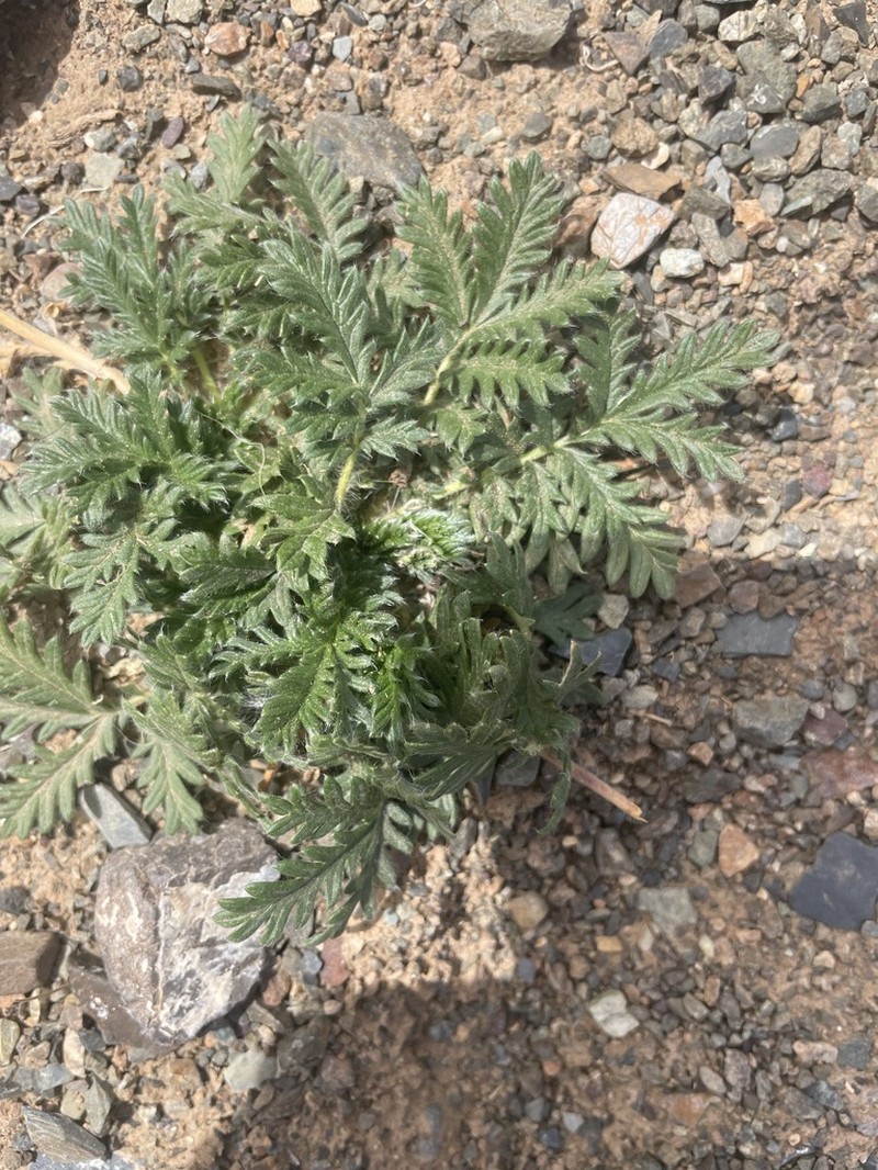 Potentilla conferta photo 2
