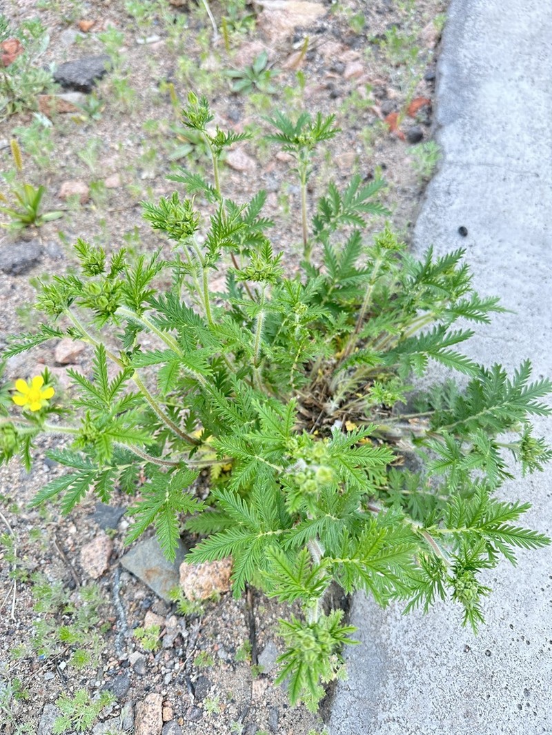 Potentilla conferta photo 3