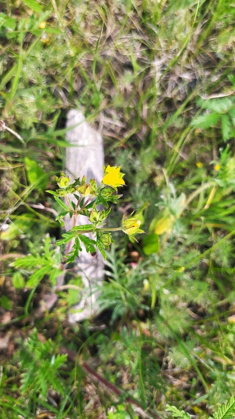 Potentilla conferta photo 4