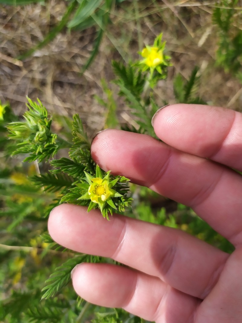 Potentilla conferta photo 5