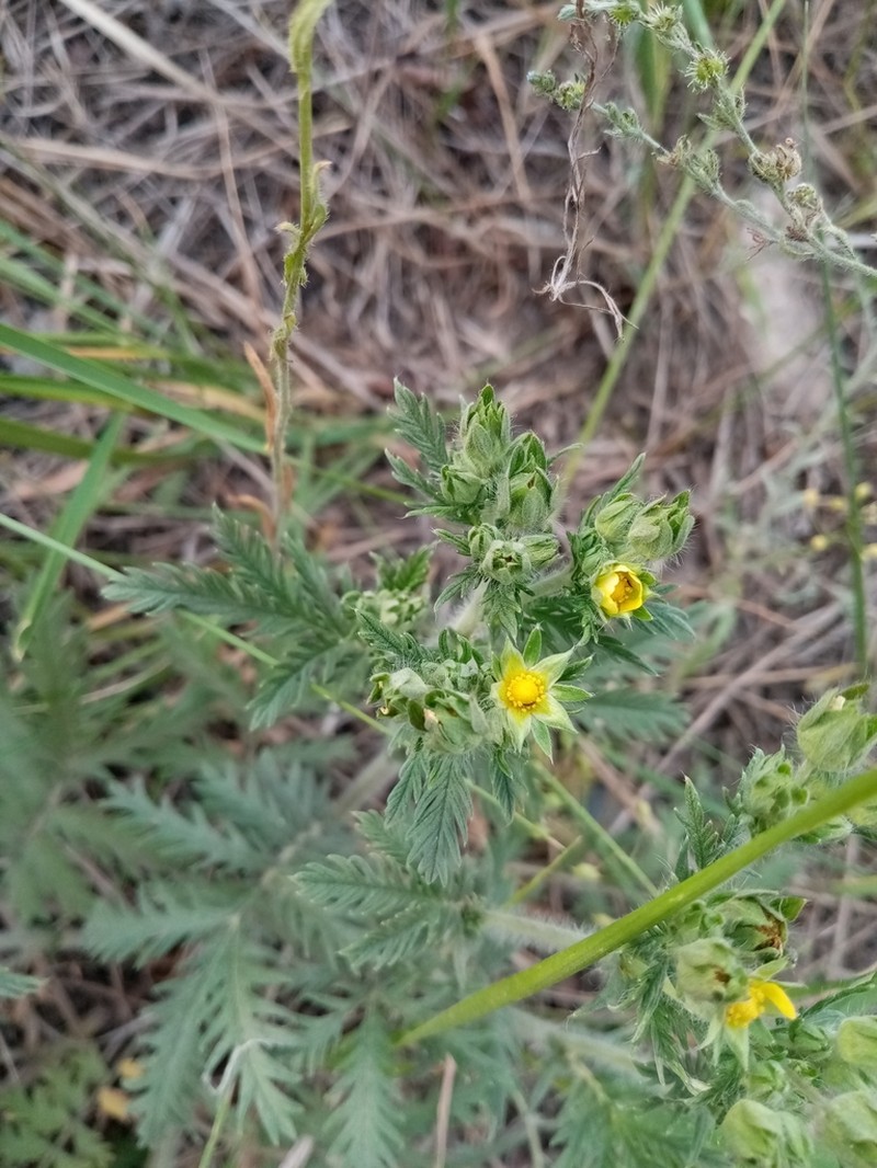 Potentilla conferta photo 6