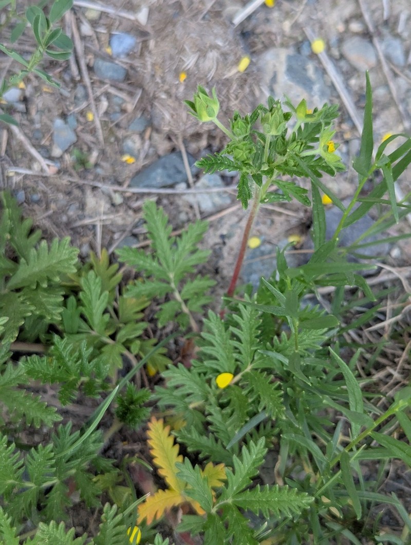 Potentilla conferta photo 7