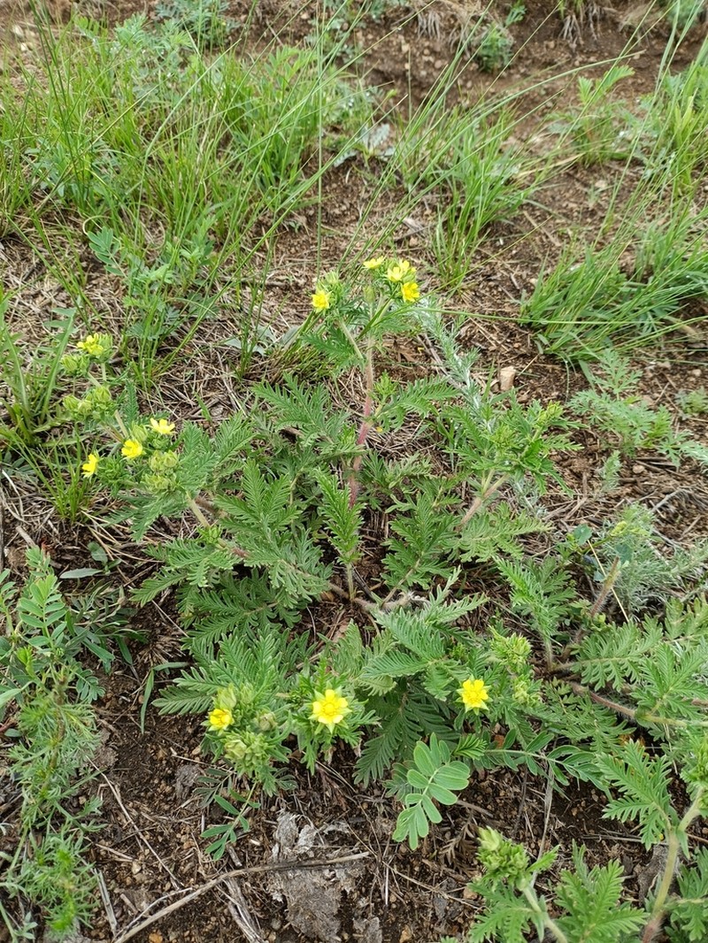 Potentilla conferta photo 8