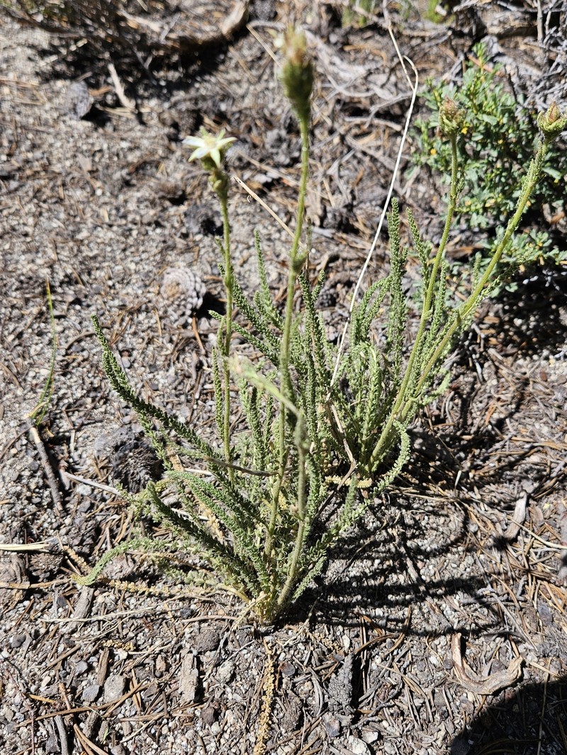 Congdon's False Horkelia