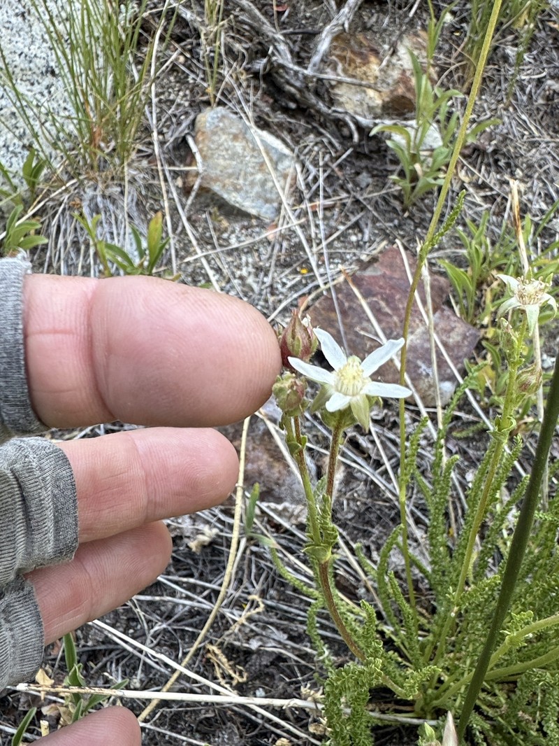 Congdon's False Horkelia photo 2