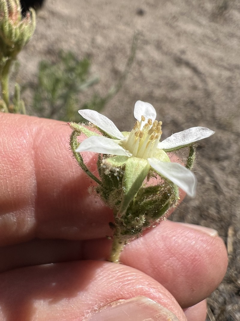 Congdon's False Horkelia photo 3