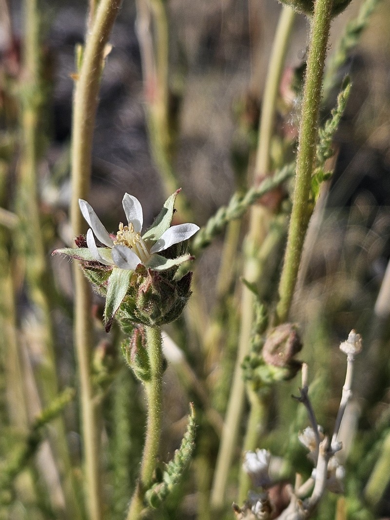 Congdon's False Horkelia photo 4