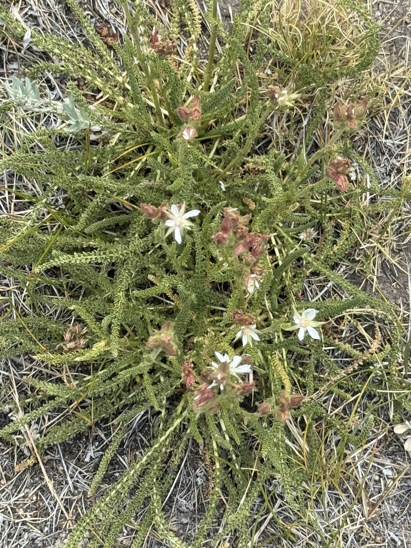 Congdon's False Horkelia photo 5