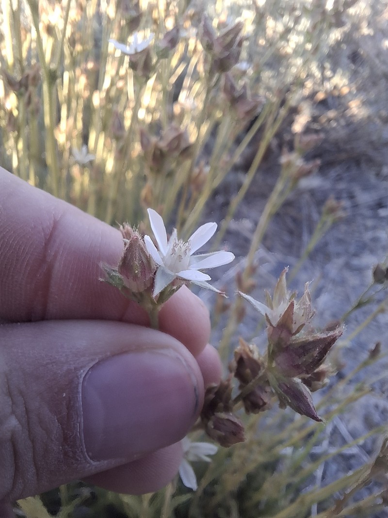Congdon's False Horkelia photo 6