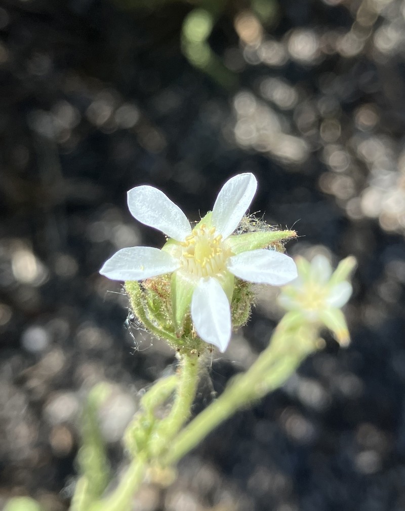 Congdon's False Horkelia photo 7