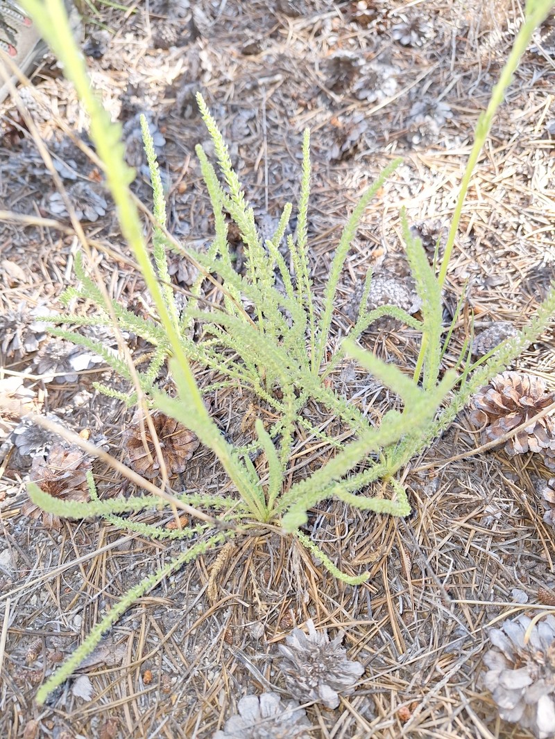 Congdon's False Horkelia photo 8