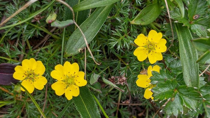 Potentilla coriandrifolia