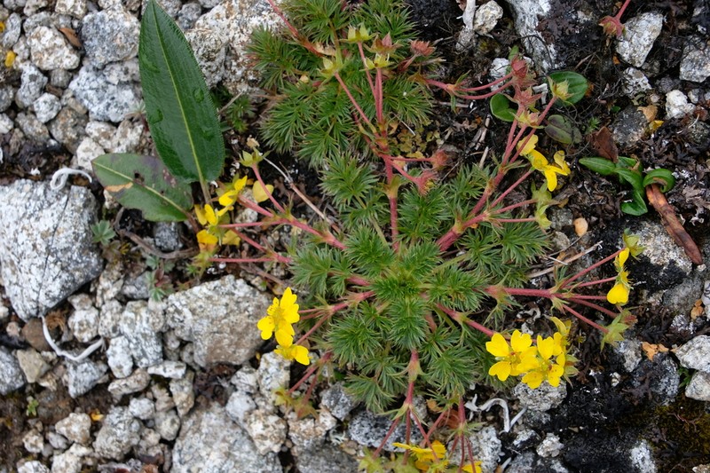 Potentilla coriandrifolia photo 2