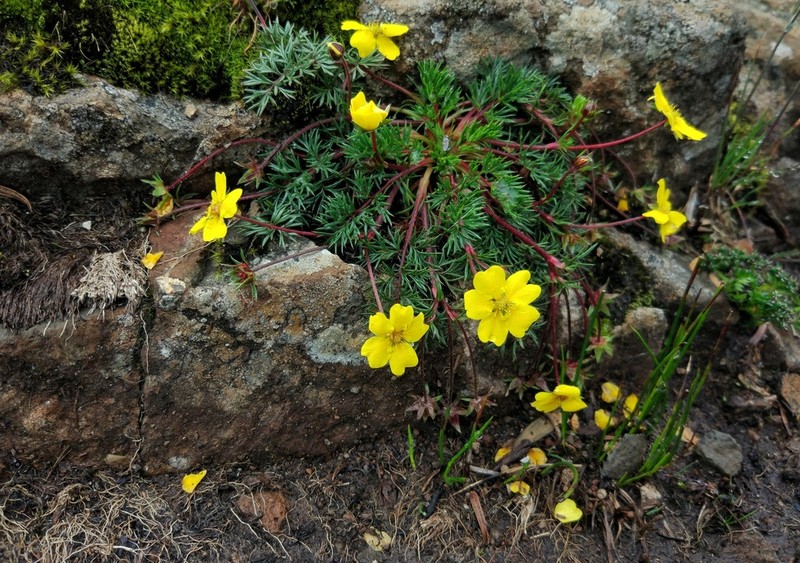Potentilla coriandrifolia photo 3