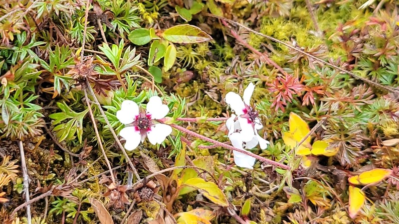 Potentilla coriandrifolia photo 4