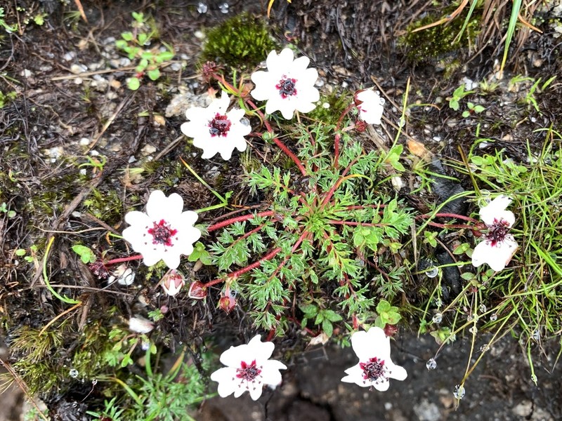 Potentilla coriandrifolia photo 5