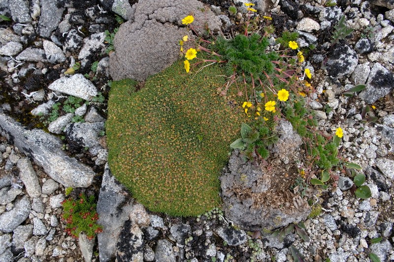Potentilla coriandrifolia photo 6