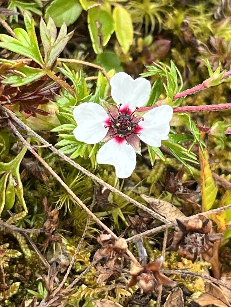 Potentilla coriandrifolia photo 7