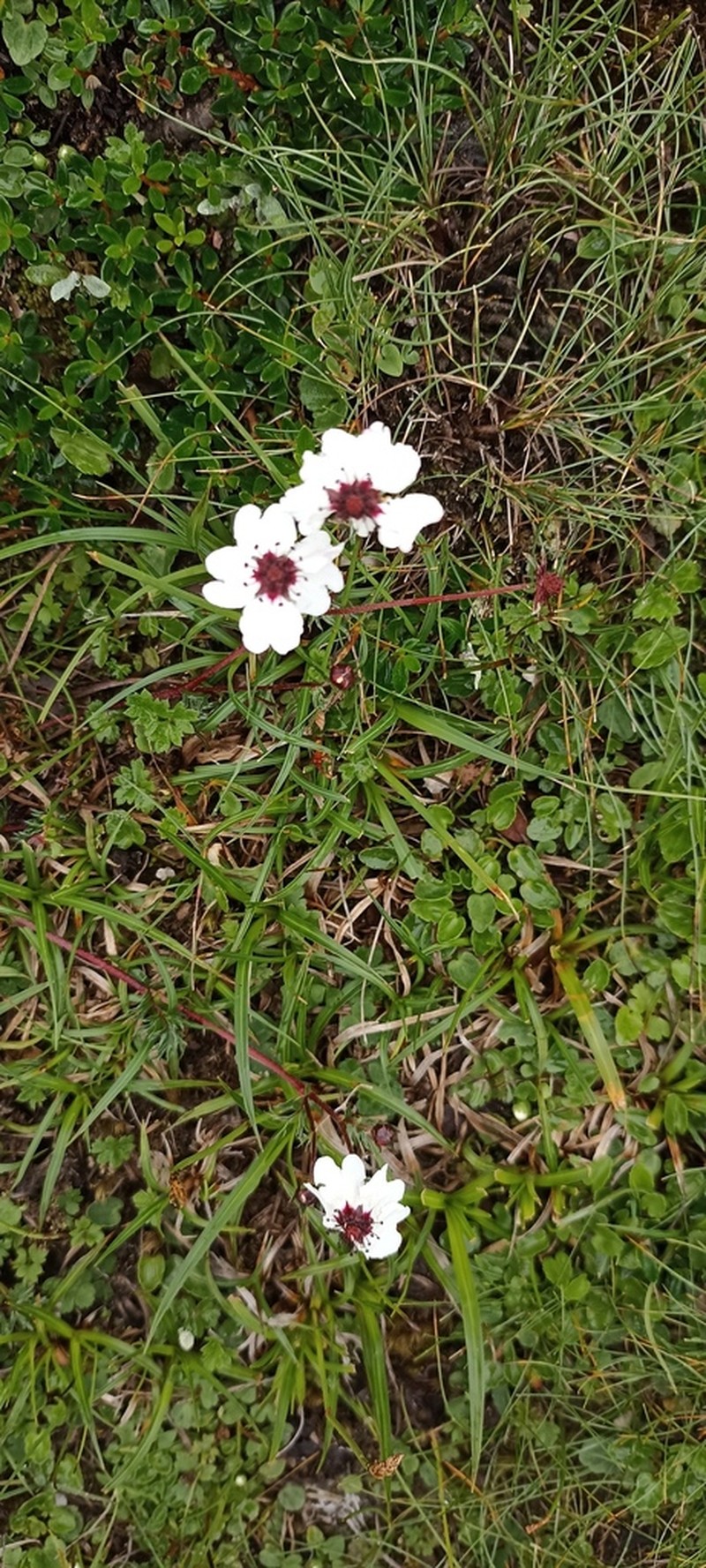 Potentilla coriandrifolia photo 8