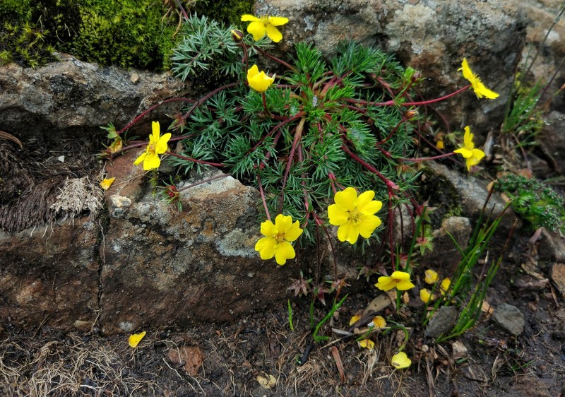 Potentilla coriandrifolia var. dumosa photo 2