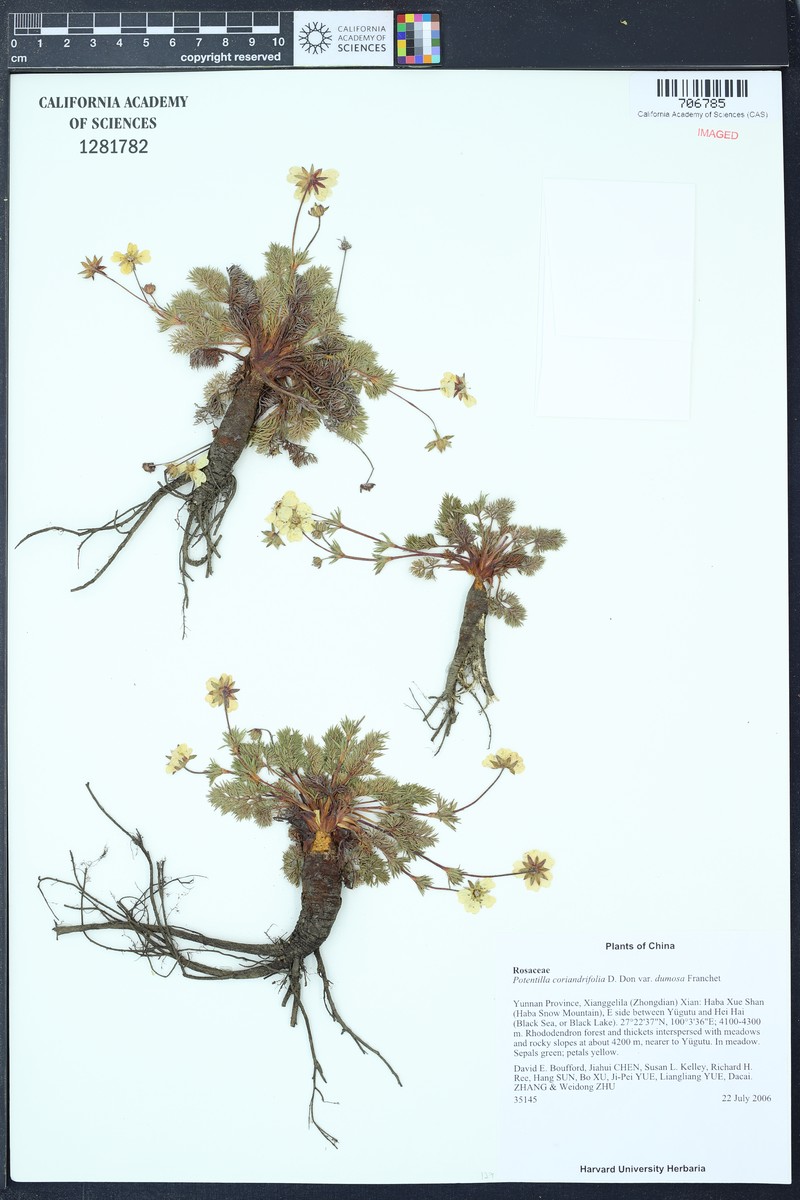 Potentilla coriandrifolia var. dumosa photo 3