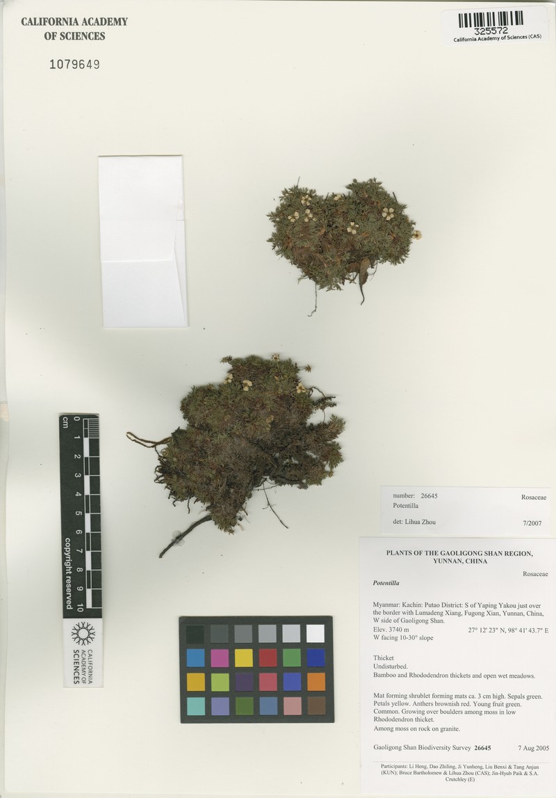 Potentilla coriandrifolia var. dumosa photo 4