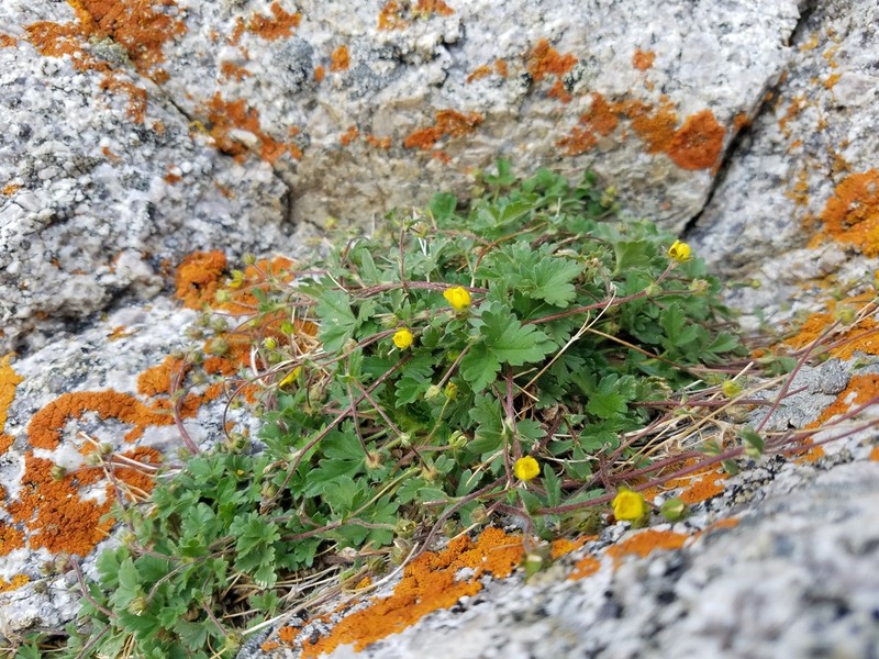 Pilot Range Cinquefoil photo 2