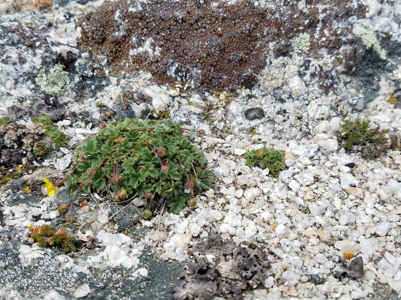 Pilot Range Cinquefoil photo 3