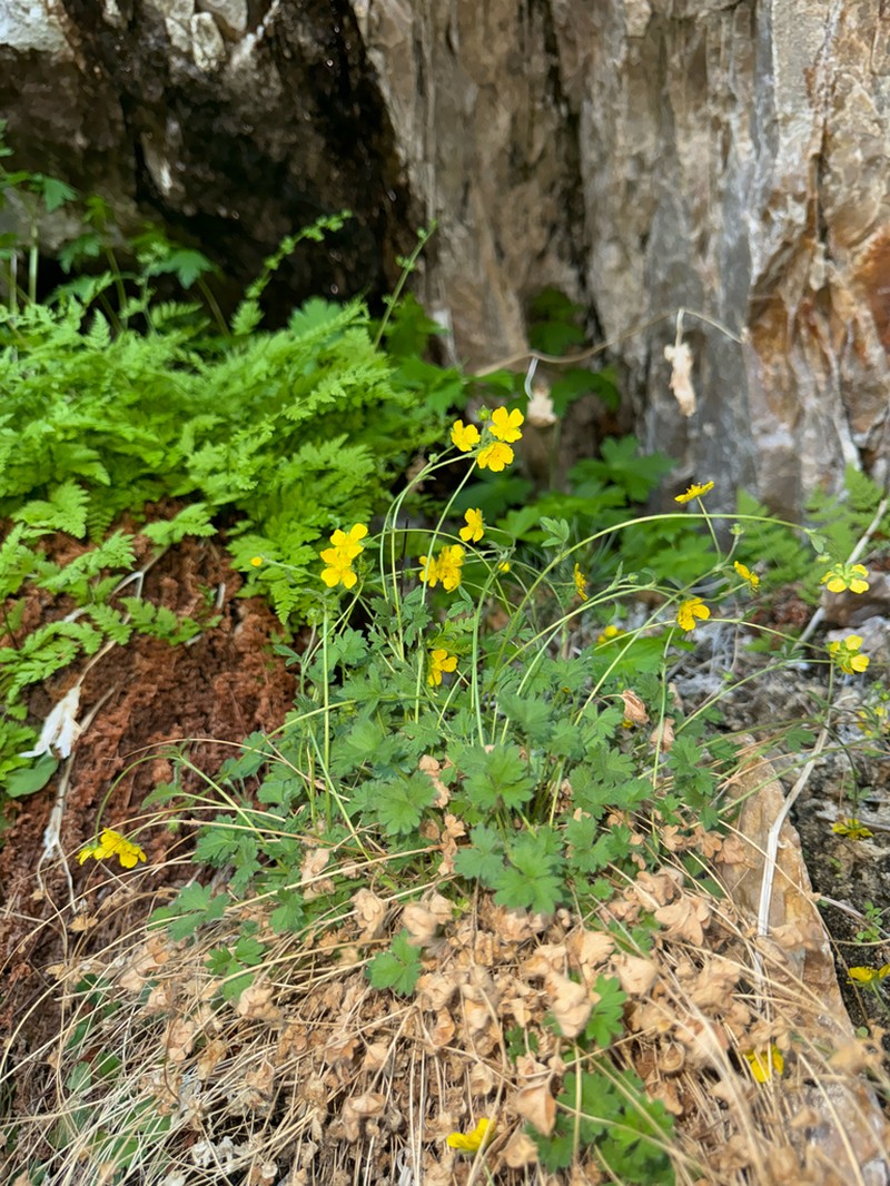 Pilot Range Cinquefoil photo 5