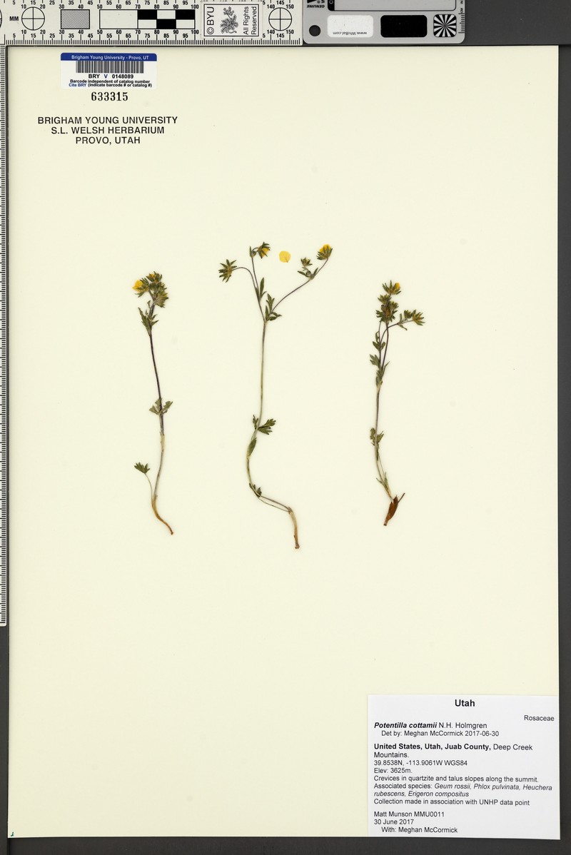 Pilot Range Cinquefoil photo 8