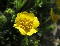 Potentilla crantzii