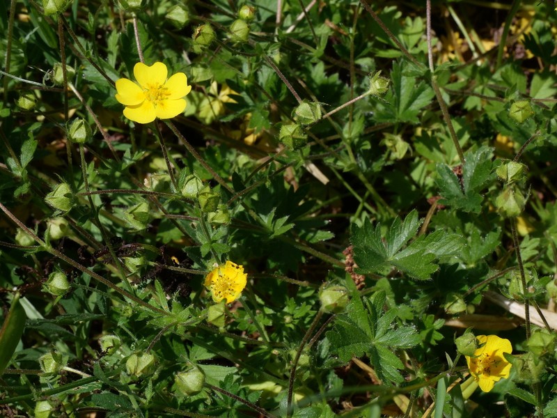 Potentilla crantzii photo 2