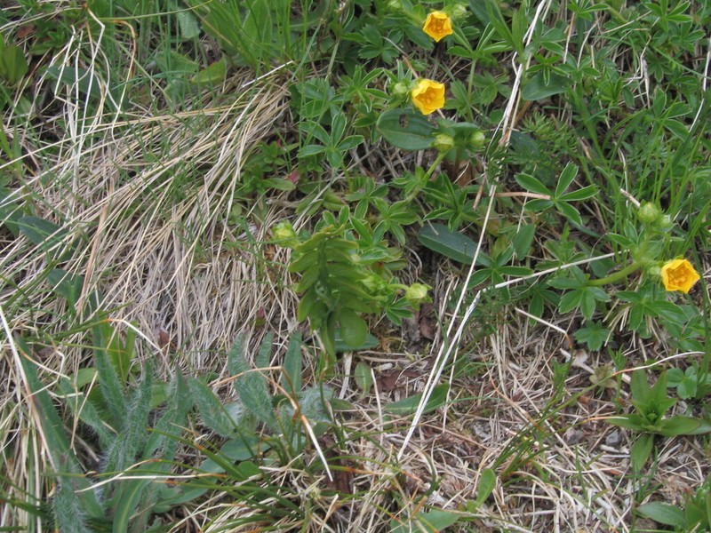 Potentilla crantzii photo 3
